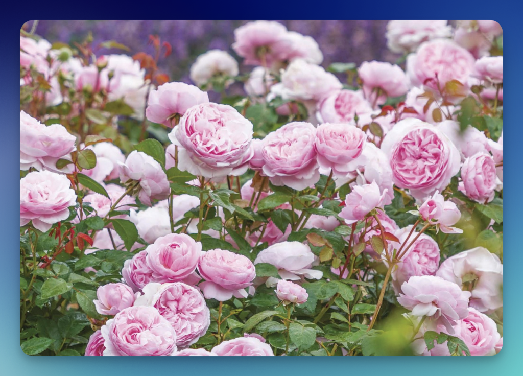 FREE Handbook of Roses from David Austin | FreebieShark.com